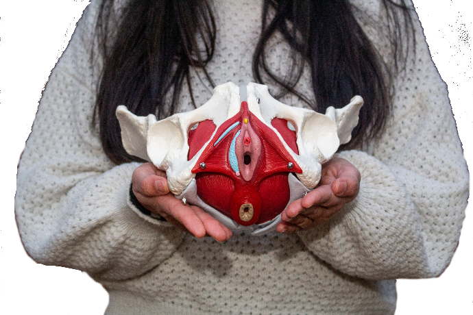 Fisioterapia pélvica gerasol fisioterapia Fisioterapia pélvica ou na saúde da mulher gerasol fisioterapia